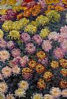 Claude Monet Bed of Chrysanthemums painting